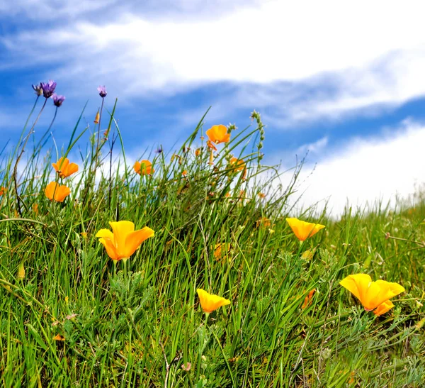 California Golden Poppy field, california poppies — Stock Photo, Image