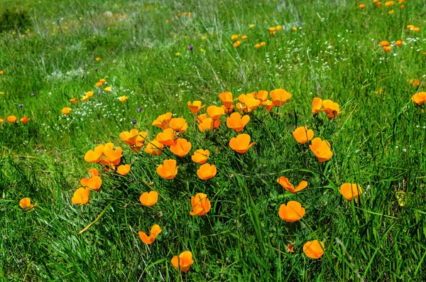 Kalifornien goldenes mohnfeld, kalifornien mohn — Stockfoto