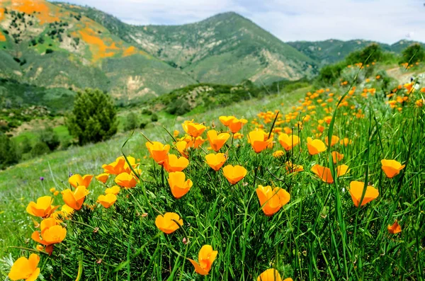 California Golden Poppy field, California Popppies Imagem De Stock