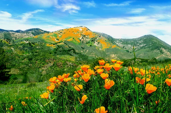 California Golden Poppy field, California Popppies Fotografia De Stock