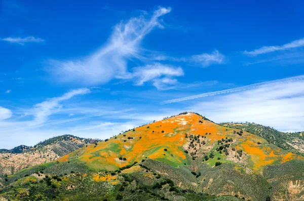 Figureoa Montanha com campo de papoilas da Califórnia Imagens Royalty-Free