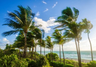 Tropikal Miami Beach avuç içi