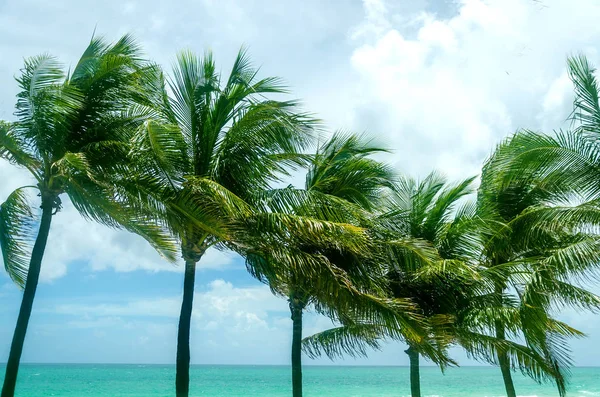 Palmy tropikalnego Miami Beach — Zdjęcie stockowe
