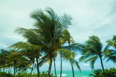 Tropikal Miami Beach avuç içi