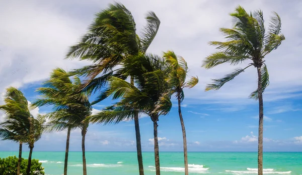 Palmy tropikalnego Miami Beach — Zdjęcie stockowe