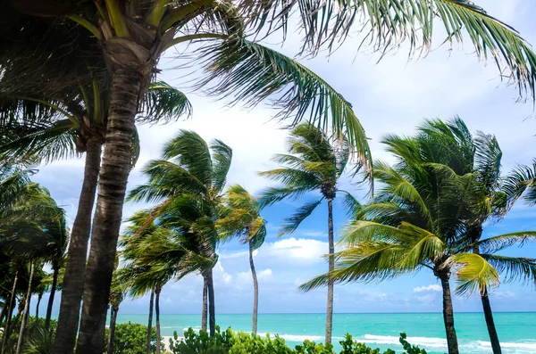 Palmy tropikalnego Miami Beach — Zdjęcie stockowe