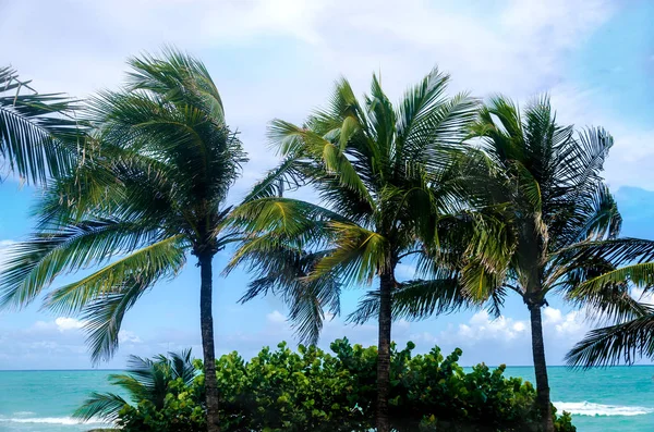 Palmy tropikalnego Miami Beach — Zdjęcie stockowe