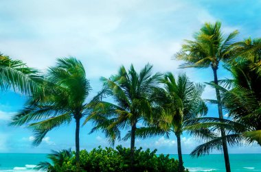 Tropikal Miami Beach avuç içi