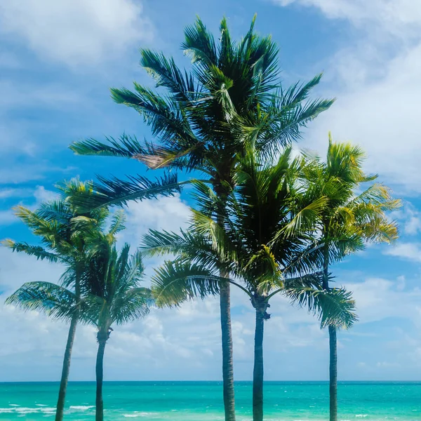 Palmeras tropicales de Miami Beach —  Fotos de Stock