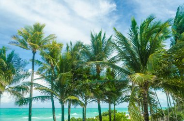 Tropikal Miami Beach Palms Okyanusu yakın