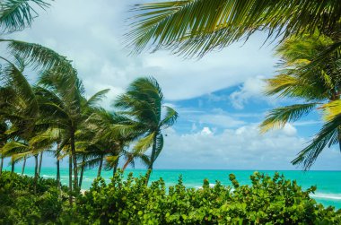 Tropikal Miami Beach Palms Okyanusu yakın