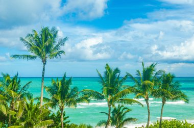Tropikal Miami Beach Palms Okyanusu yakın