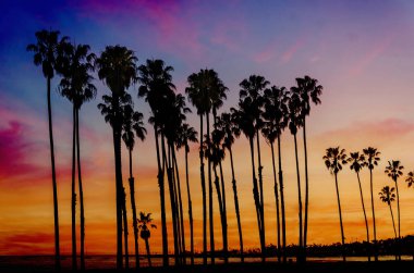 Tropikal plaj günbatımı yüksekliği Palm ağaçlar sihouette California ile
