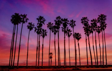 Tropikal plaj günbatımı yüksekliği Palm ağaçlar sihouette California ile