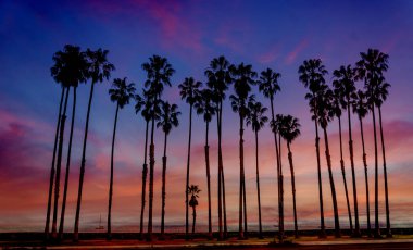 Tropikal plaj günbatımı yüksekliği Palm ağaçlar sihouette California ile