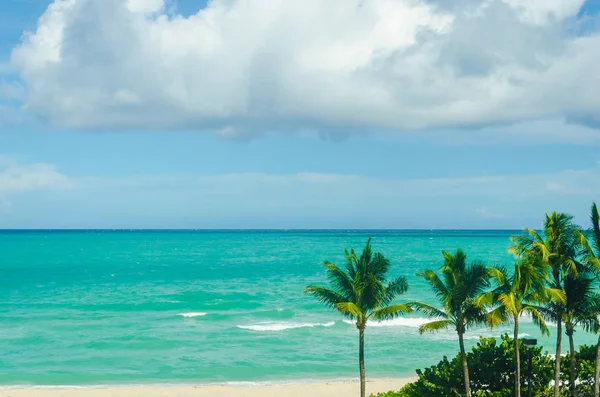 Τροπικούς φοίνικες Miami Beach κοντά στον ωκεανό — Φωτογραφία Αρχείου