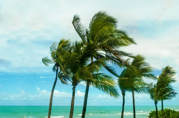 Tropical Miami Beach Palms perto do oceano Imagem De Stock