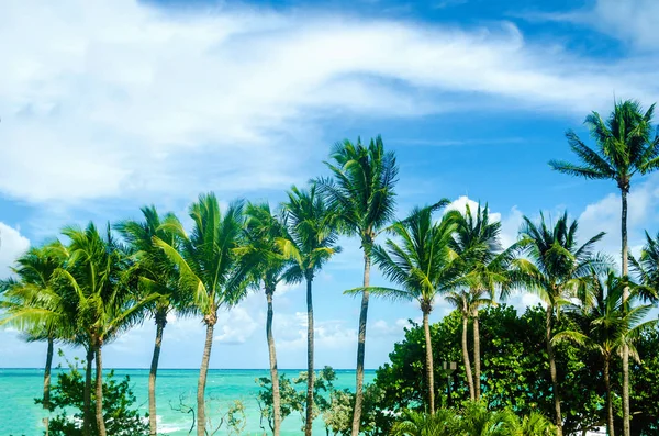 Tropical Palms Miami Beach w pobliżu oceanu — Zdjęcie stockowe