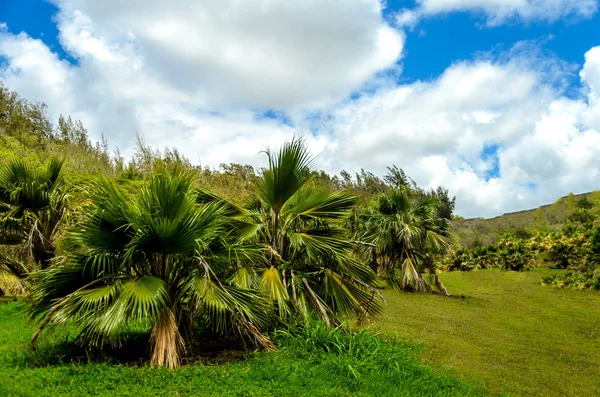 Tropical Palms forest in Hawaii, Kauai island