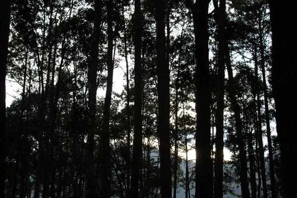 Widok wysokich sosen w lesie z mgłą w godzinach porannych. — Zdjęcie stockowe