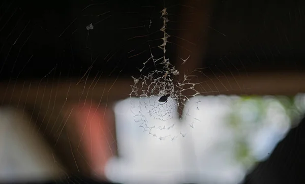 Cobweb med spindel på gamla trä textur bakgrund vägg i anci — Stockfoto
