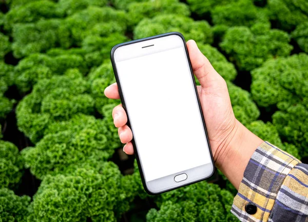 Farmář fotografování sazenice rostlin ve skleníku, pomocí mobilních — Stock fotografie