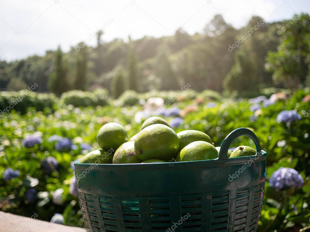 Avocado in a basket placed over a field of hydrangea flowers bac