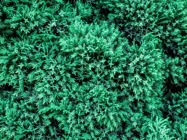 Bahçe arka planında su damlaları olan yeşil yapraklar dalı.