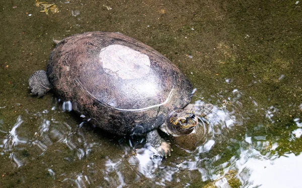 Turtle swimming in the little pond in public garden.