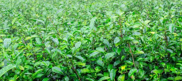 Hojas de té en la plantación de té con luz solar por la mañana . — Foto de Stock