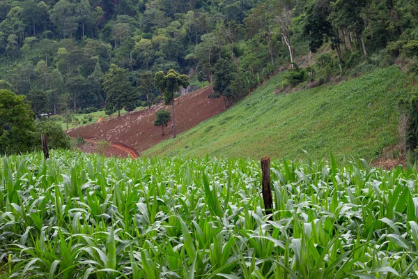 Paisagem de campos de milho na colina em estações chuvosas no norte da Tailândia . — Fotografia de Stock