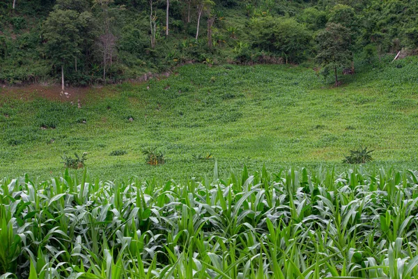 Bela paisagem vista da plantação de chá 2.000 à noite com chuva na montanha Angkhang, Fang Chiang Mai. Atração turística no norte da Tailândia . — Fotografia de Stock