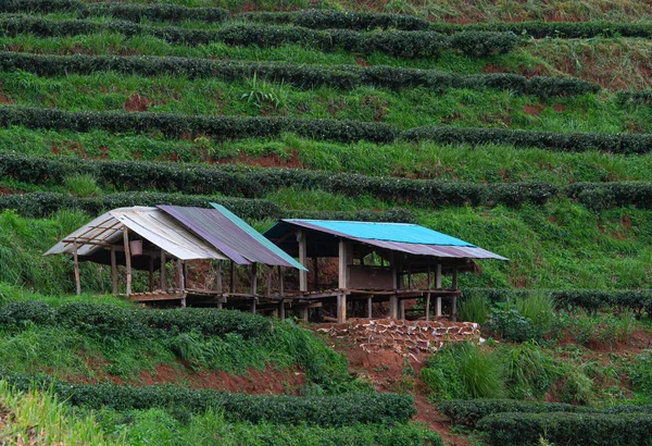 Hut in Tea Plantation 2,000 in raining day at Angkhang mountain, Fang Chiang Mai, Thailand.