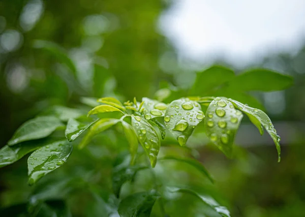 Filial av gröna blad med vattendroppar på naturen bakgrund i trädgården. — Stockfoto