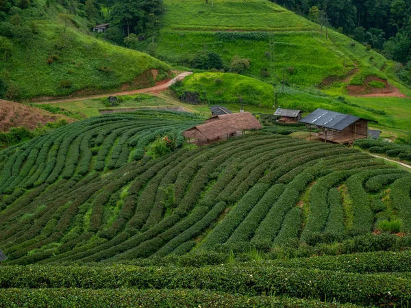 Krásný výhled na krajinu Tea Plantation 2000 ve večerních hodinách s deštěm na hoře Angkhang, Fang Chiang Mai. Turistické atrakce na severu Thajska. — Stock fotografie