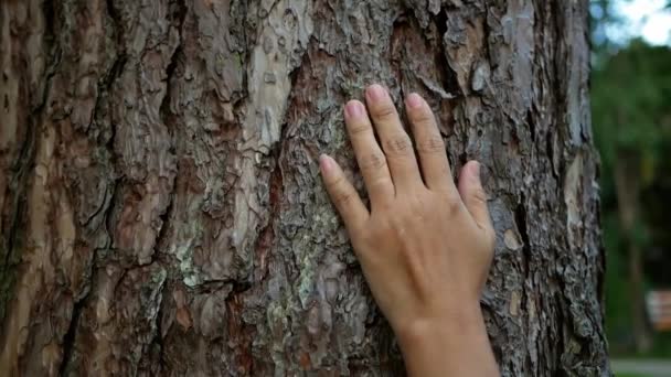Mano Femenina Tocando Viejo Árbol Suavemente Concepto Protección Natural — Vídeo de stock
