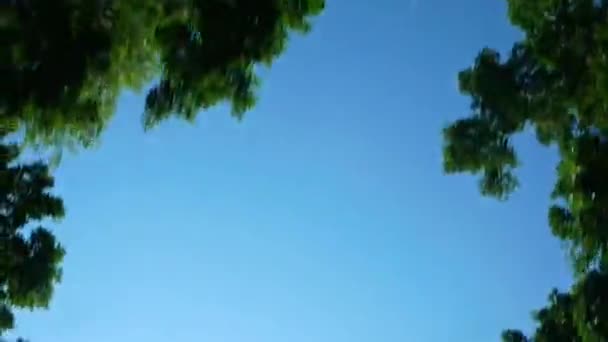 View Car Windscreen Blue Sky Tropical Trees Both Sides Sunshine — Stock Video