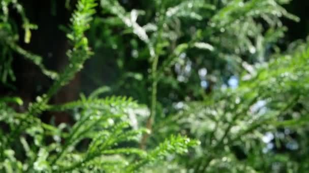 Blurred of Pine tree in the park on summer day. Contexte naturel .