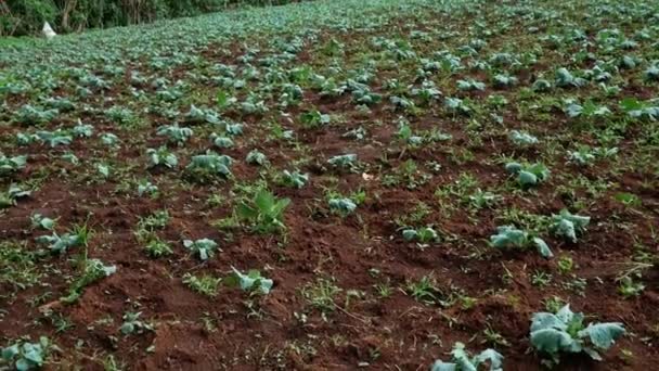 Plantação Repolho Jovem Jardim Dia Ensolarado Cultivo Vegetais Orgânicos Foco — Vídeo de Stock