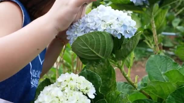 Feliz Niña Asiática Divirtiéndose Jugando Jardín Hortensias Día Verano — Vídeos de Stock