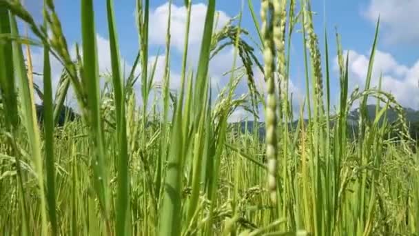 Rice Field Blue Sky Background Καλοκαίρι Στη Βόρεια Ταϊλάνδη — Αρχείο Βίντεο