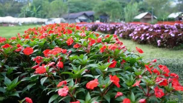 Beautiful Manicured Flower Garden Colorful Azaleas Blooming — Stock Video