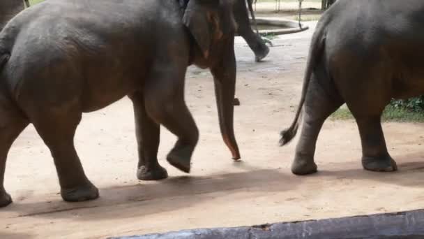 Ein Elefant Show Walk Stage Mit Seinem Mahout Lampang Thai — Stockvideo
