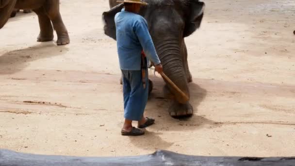 在泰国兰榜泰国大象保护中心举行的每日大象展示会上 Mahout展示了如何在森林中骑和运输大象 — 图库视频影像
