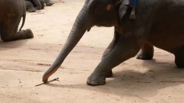毎日開催される象のショー Mahout タイのランプンタイ象保護センターで森の中を移動する方法を紹介しています — ストック動画