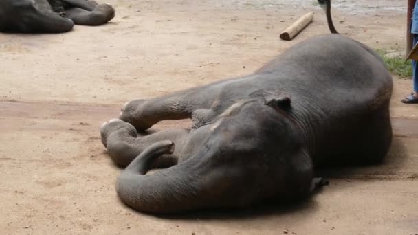 在泰国兰榜泰国大象保护中心举行的每日大象展览 如何与大象抗衡 — 图库视频影像