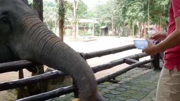 タイのランパンタイ象保護センターで象への観光の餌やり — ストック動画