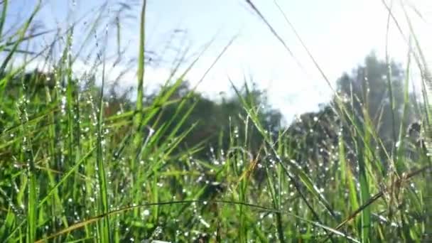 Ochtend Natuur Weiland Landschap Bergen Met Zon Zomer — Stockvideo