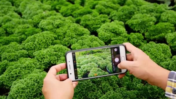 Kobieta Farmer Fotografuje Sadzonki Szklarni Pomocą Telefonu Komórkowego Celu Promowania — Wideo stockowe