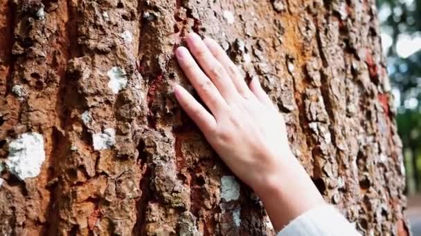 Kvinnlig Hand Rör Vid Gammalt Träd Försiktigt Naturskyddskoncept — Stockvideo